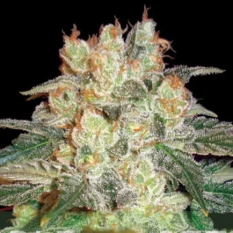 Семена конопли Auto Afghan Kush Feminised Silver - 500 шт